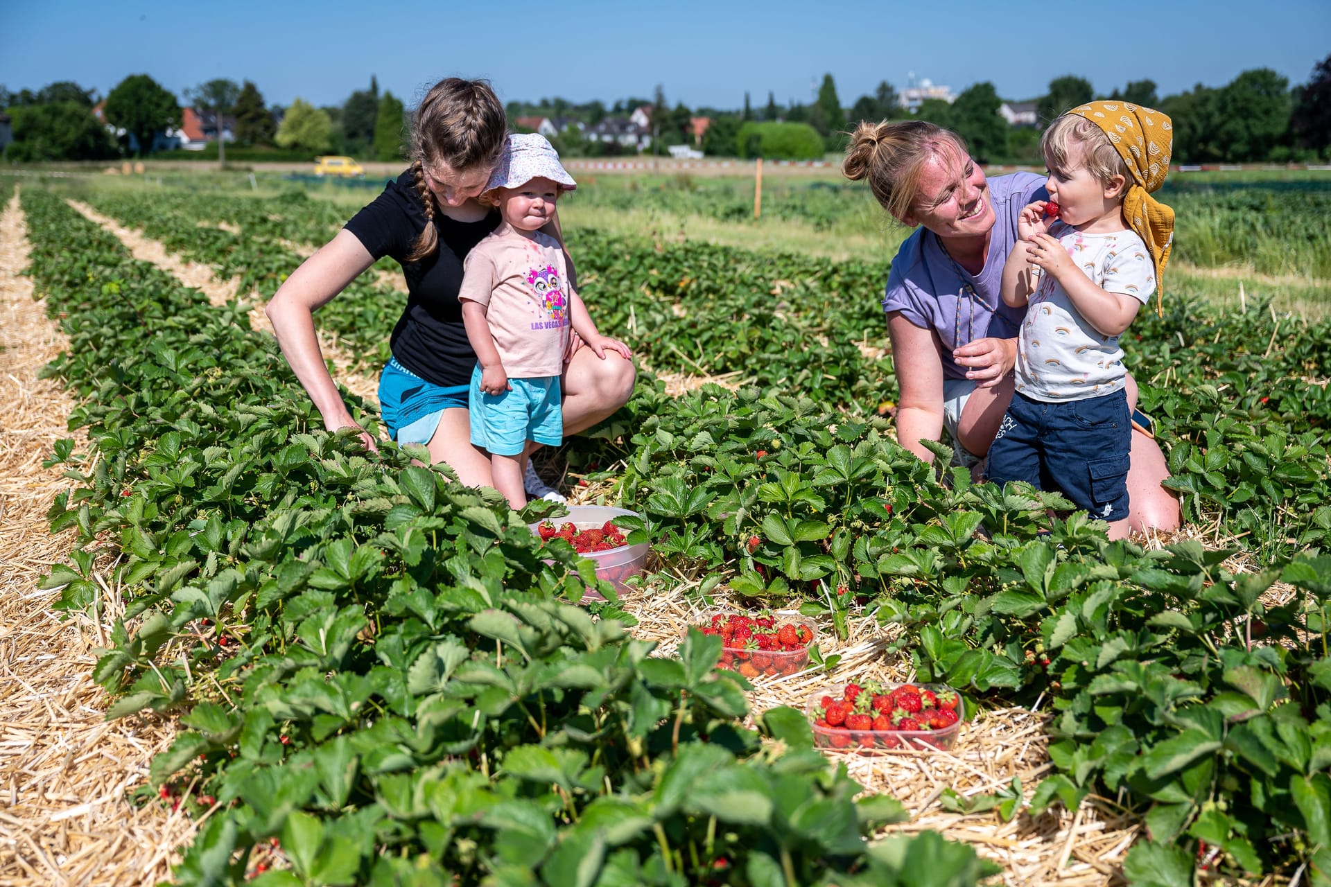 Zwei Frauen und zwei Kinder sind fleißig am Pflücken (Symbolbild): Dass die ein oder andere Erdbeere nicht im Körbchen, sondern im Mund landet, ist natürlich völlig klar. Naschen gehört beim Selbstpflücken dazu – auch auf den Höfen bei Hamburg.