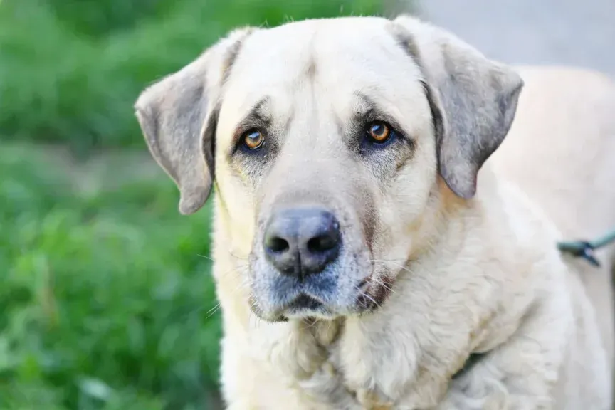 Kangal Bobby aus dem Tierheim Berlin