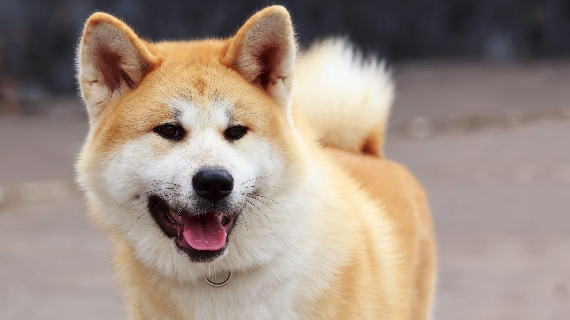 Akita Inu: Typisch für die Rasse sind die dreieckigen Ohren und die weiße Fellzeichnung im Gesicht.