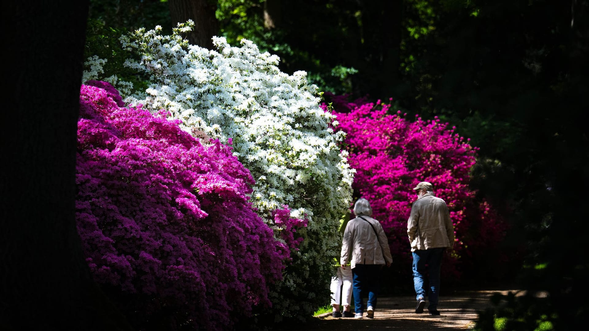 Ein Paar geht durch den Rhododendronpark: Einige Wochen ist das Blütenmeer nun zu bestaunen.