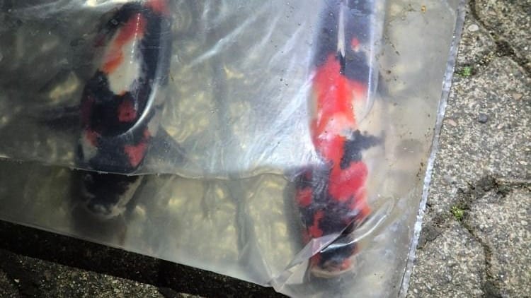 In einem Transporter auf der A2: Die Beamten entdeckten auch tropische Fische.