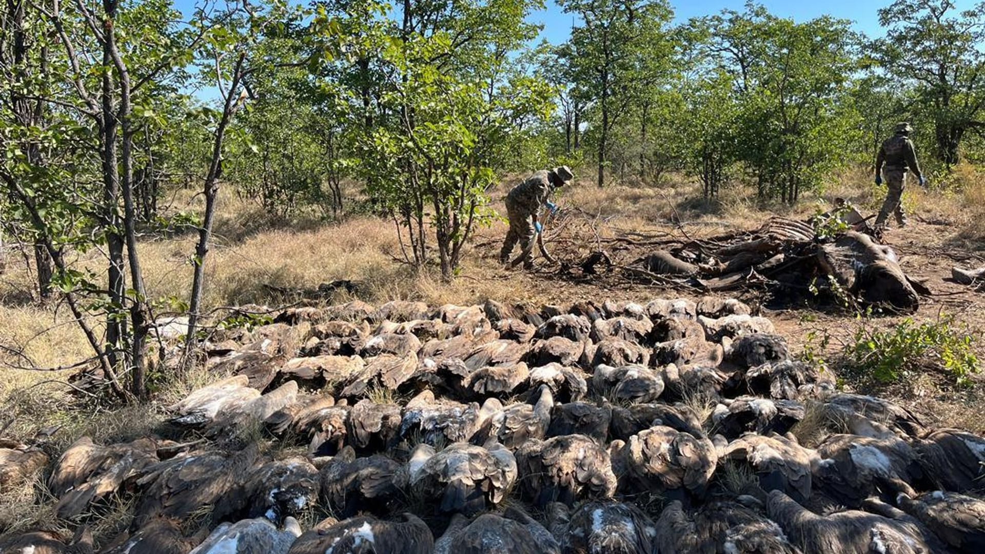 Geier in Afrika getötet Geier in Afrika getötet