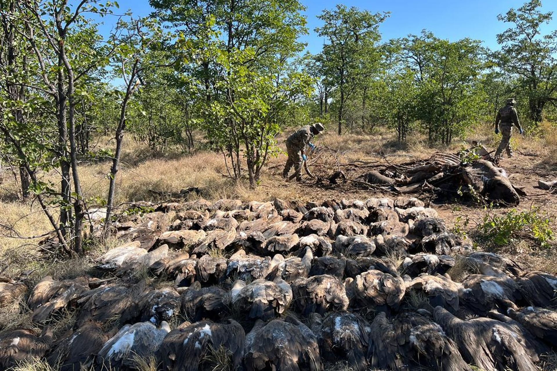 Geier in Afrika getötet
