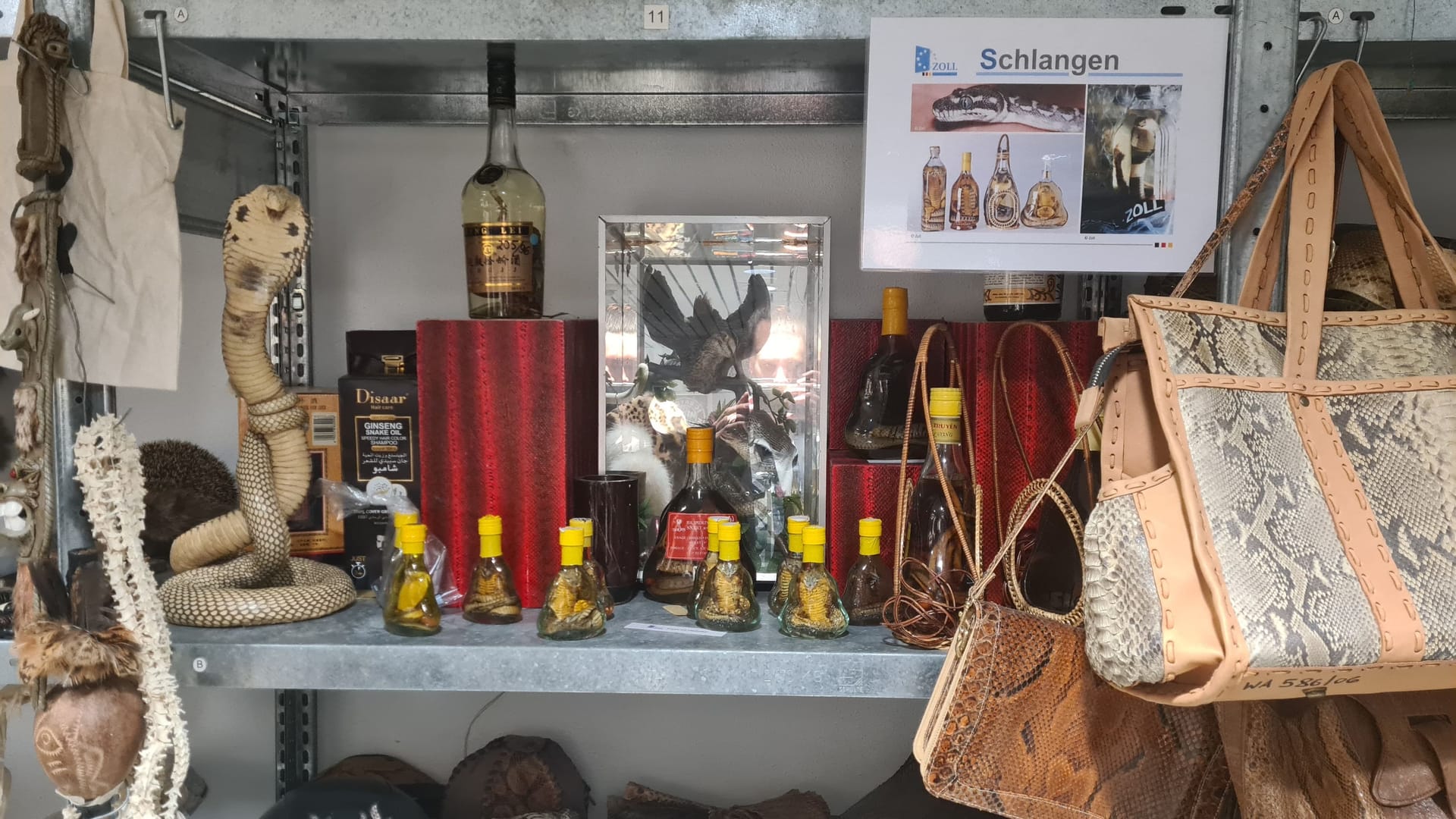 In Reisschnaps konservierte Kobras: Wer freut sich denn über so ein Urlaubsmitbringsel?