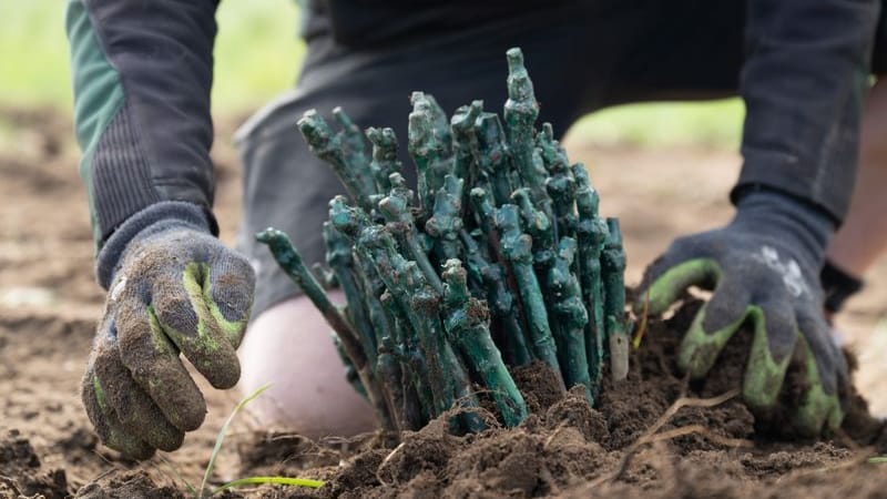 Ein Winzer pflanzt Rebstöcke der Neuzüchtungen «Blütenmuskateller» und «Merlot Khorus» auf einem Weinberg von Schloss Wackerbarth. Die Neupflanzung dieser pilzwiderstandsfähigen Sorten soll zeigen, wie sich die Rebstöcke im sächsischen Klima entwickeln. Ein Winzer pflanzt Rebstöcke der Neuzüchtungen «Blütenmuskateller» und «Merlot Khorus» auf einem Weinberg von Schloss Wackerbarth. Die Neupflanzung dieser pilzwiderstandsfähigen Sorten soll zeigen, wie sich die Rebstöcke im sächsischen Klima entwickeln.