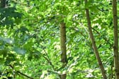 Wie wird man Förster? Viel Arbeit im Wald und Büro