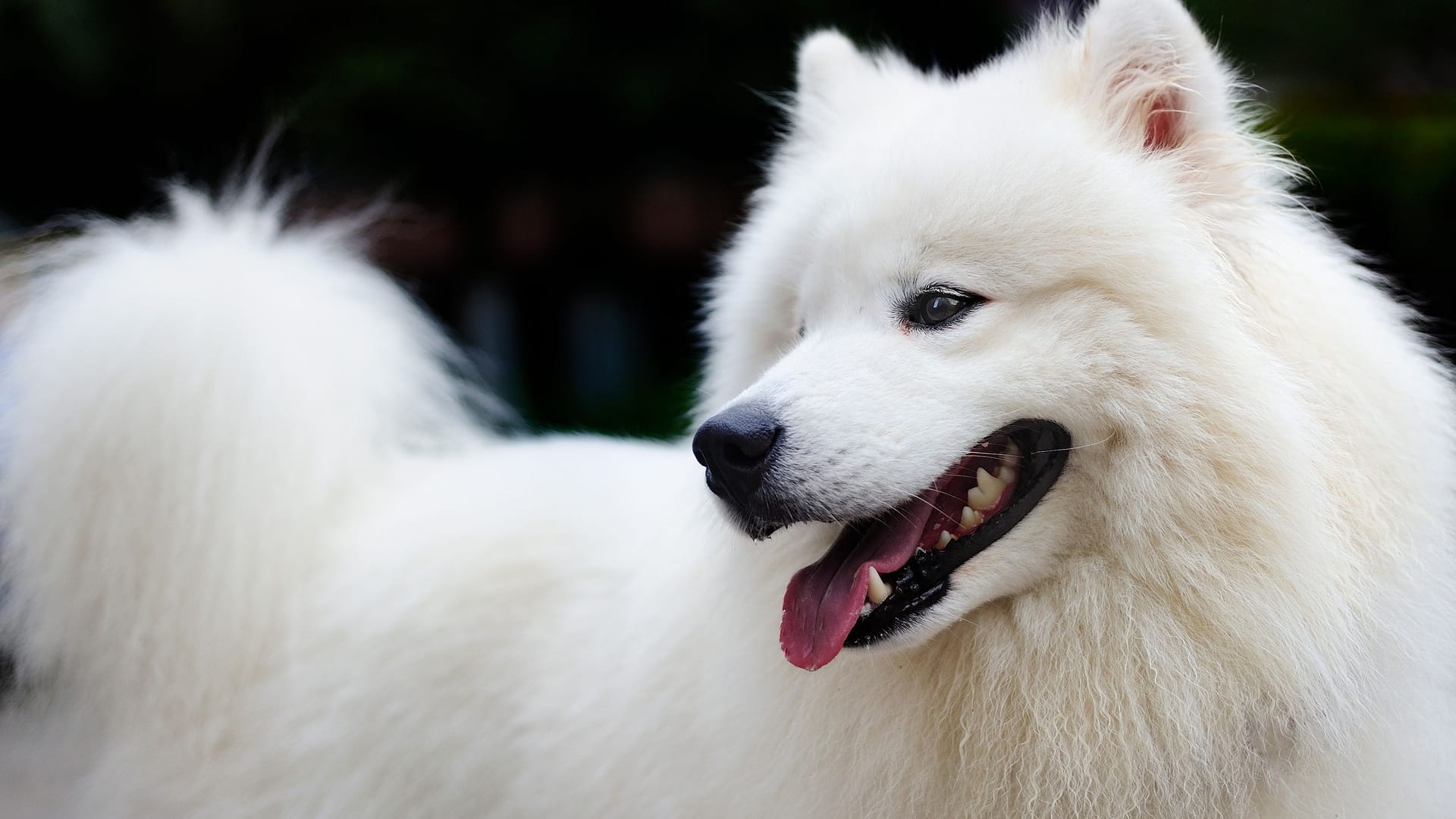 Der Samojede: Die Hunde haben dichtes Fell und einen kräftigen Körperbau.
