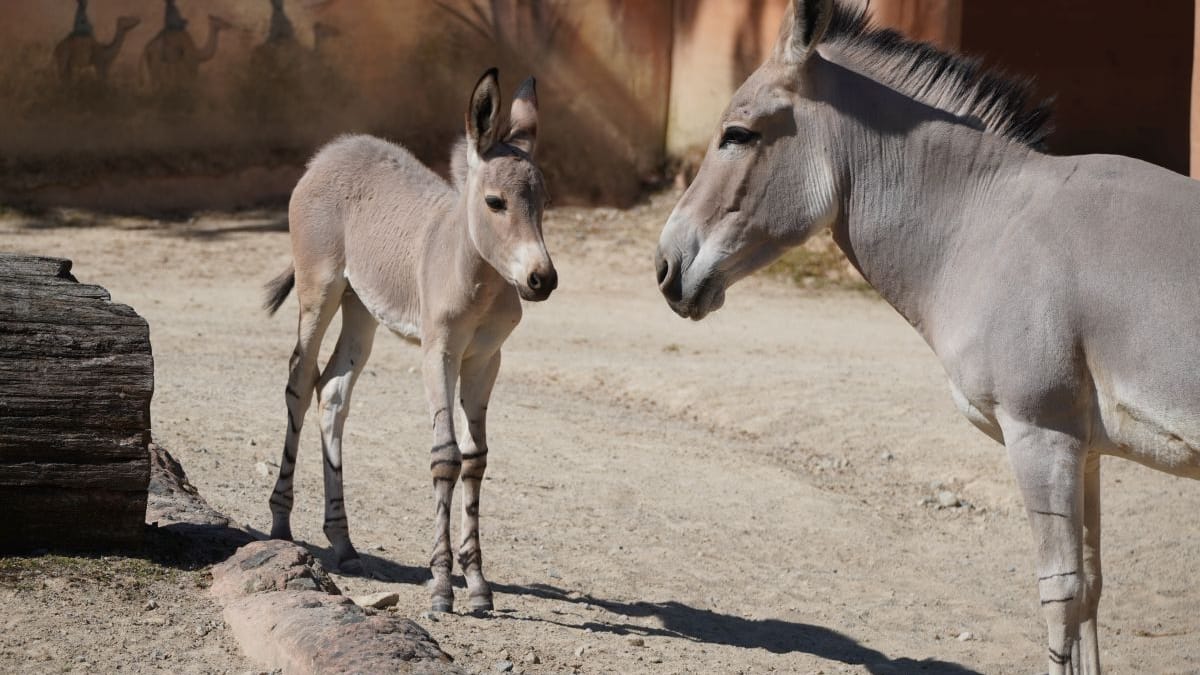 Somali-Wildesel-Fohlen mit seiner Mutter: Die Tragzeit beträgt bei den Wildeseln 330 bis 365 Tage.