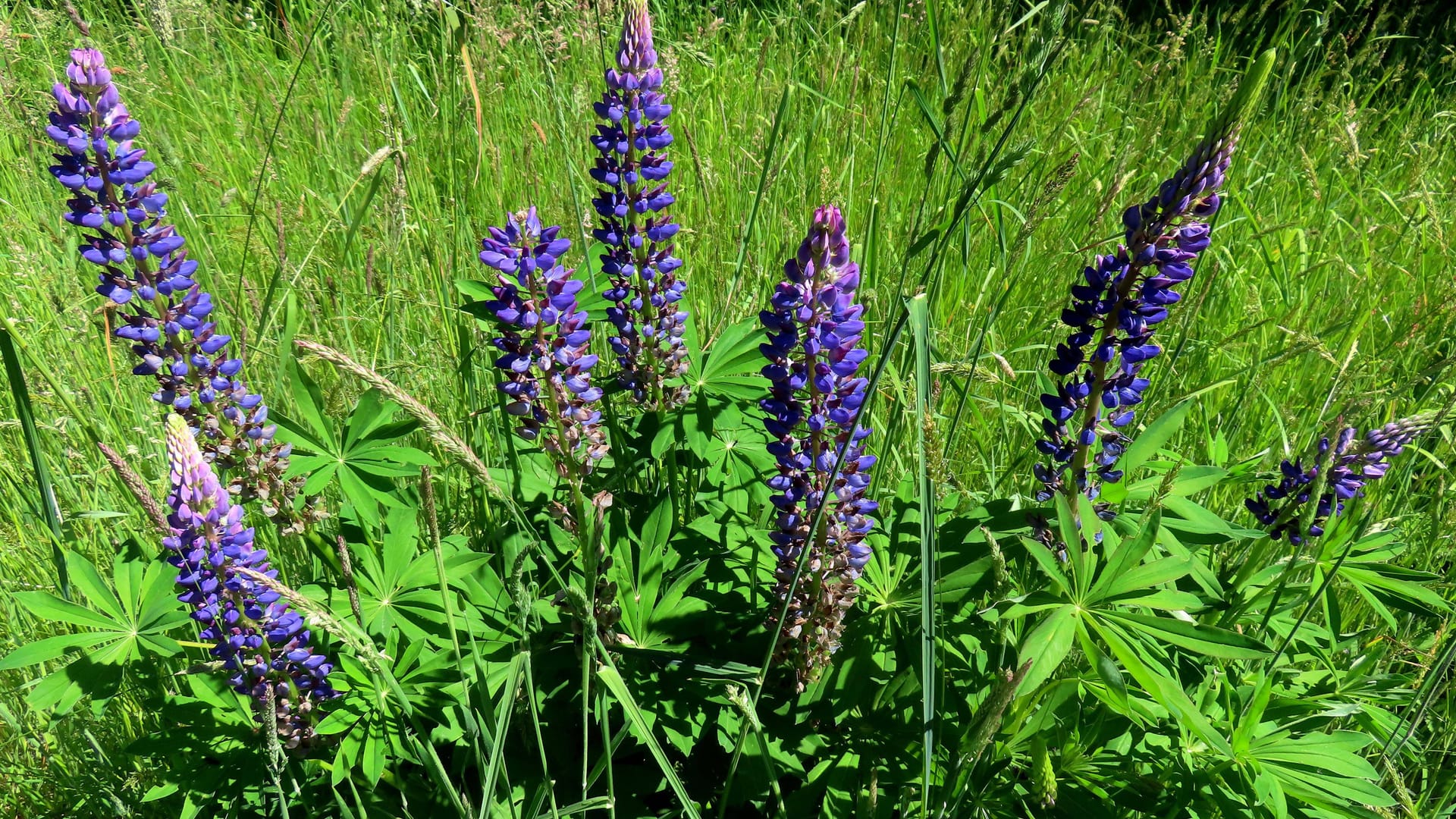Ein violett blühende Lupine: Die Pflanze hat einen hohen Nutzwert, kann aber auch allergische Beschwerden auslösen.