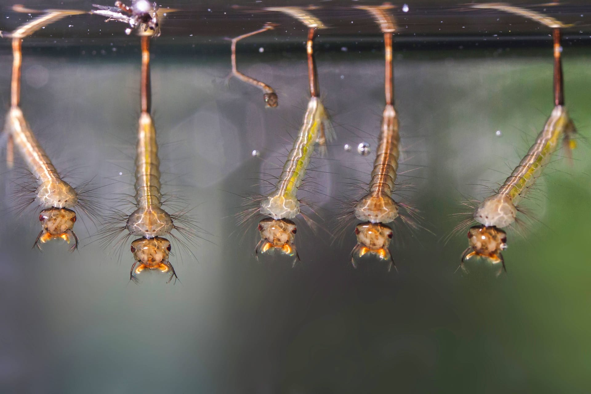 Mückenlarven hängen unter der Wasseroberfläche: Die Kombination aus Regen und Sonnenschein ist für ihre Entwicklung ideal.
