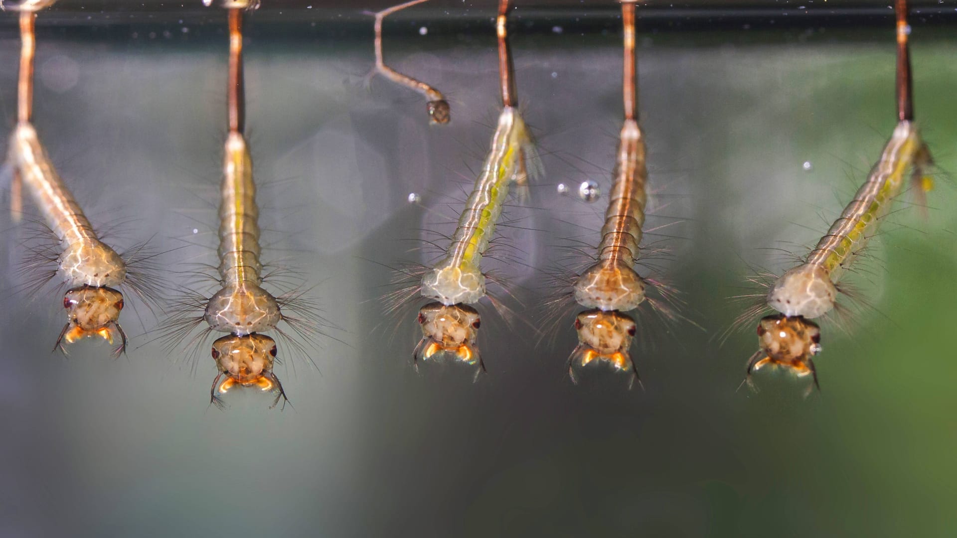 Mückenlarven hängen unter der Wasseroberfläche: Die Kombination aus Regen und Sonnenschein ist für ihre Entwicklung ideal.