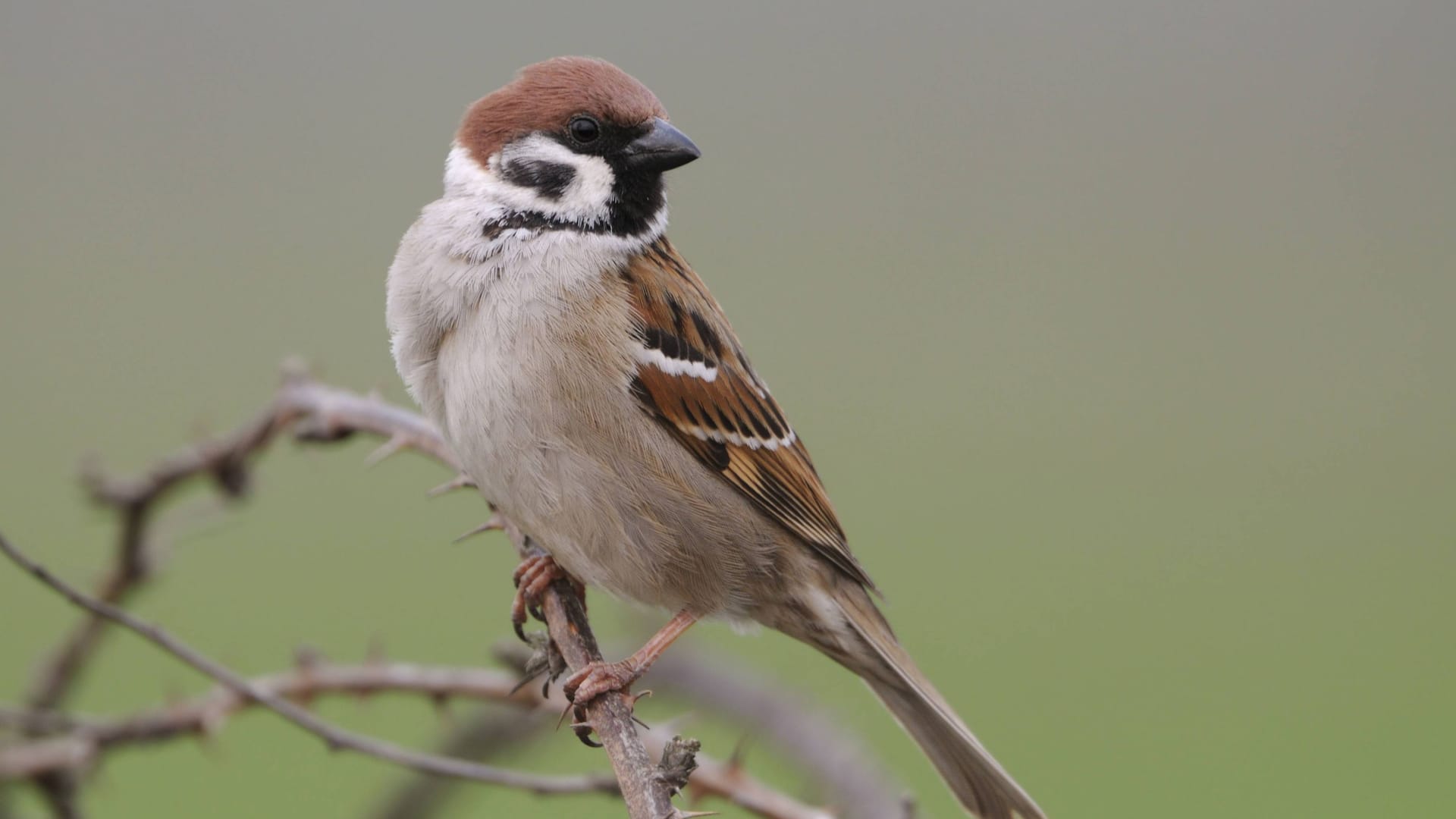 Ein Feldsperling: Er brütet in Gehölzen, Obstgärten, Alleen und Gärten in der Nähe von landwirtschaftlichen Nutzflächen oder Siedlungen.