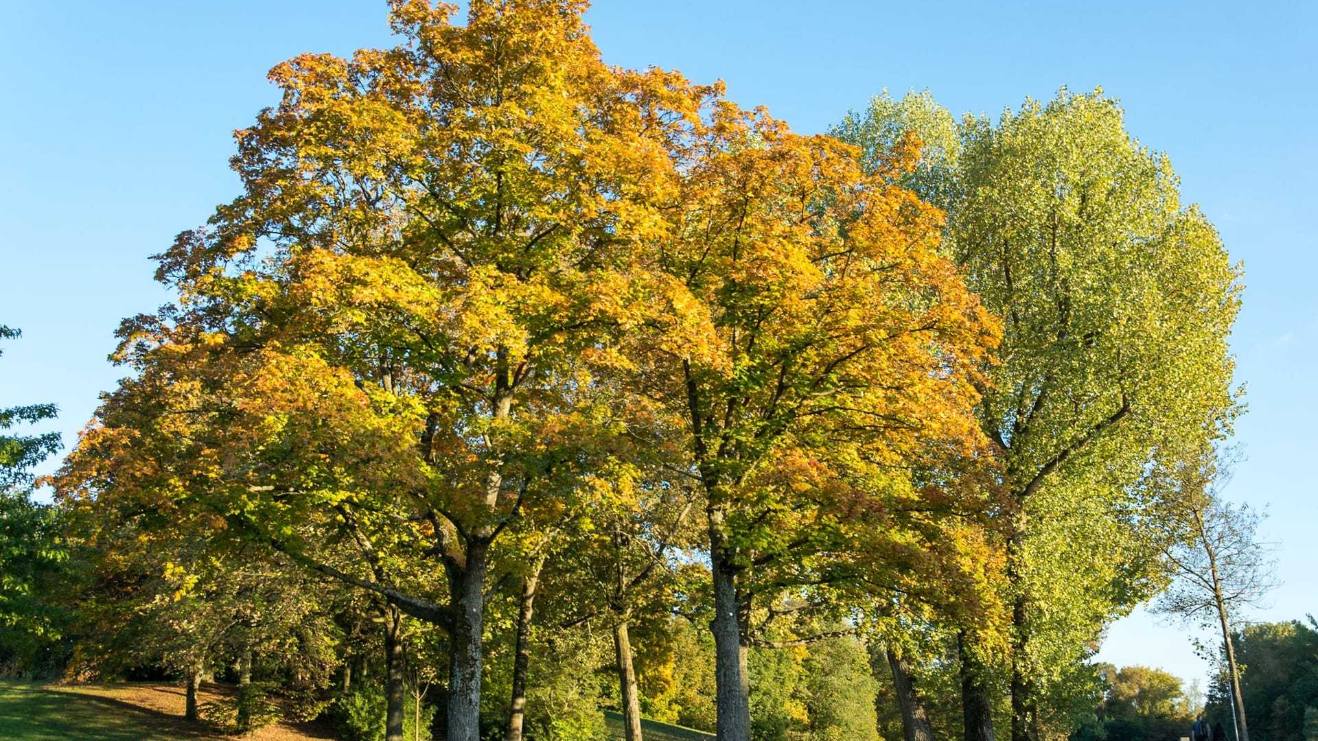 Colorful autumn trees in a park with blue sky