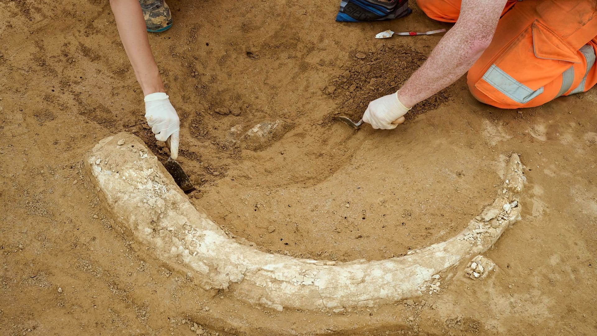 Mammutzahn auf Baustelle entdeckt