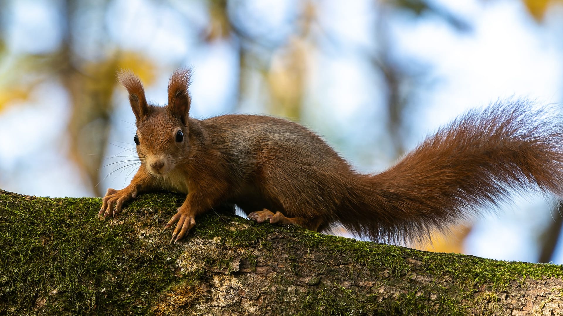 Ein Eichhörnchen sitzt auf einem Baum in München (Archivbild): Ein Eichhörnchen sitzt auf einem Baum in München (Archivbild):
