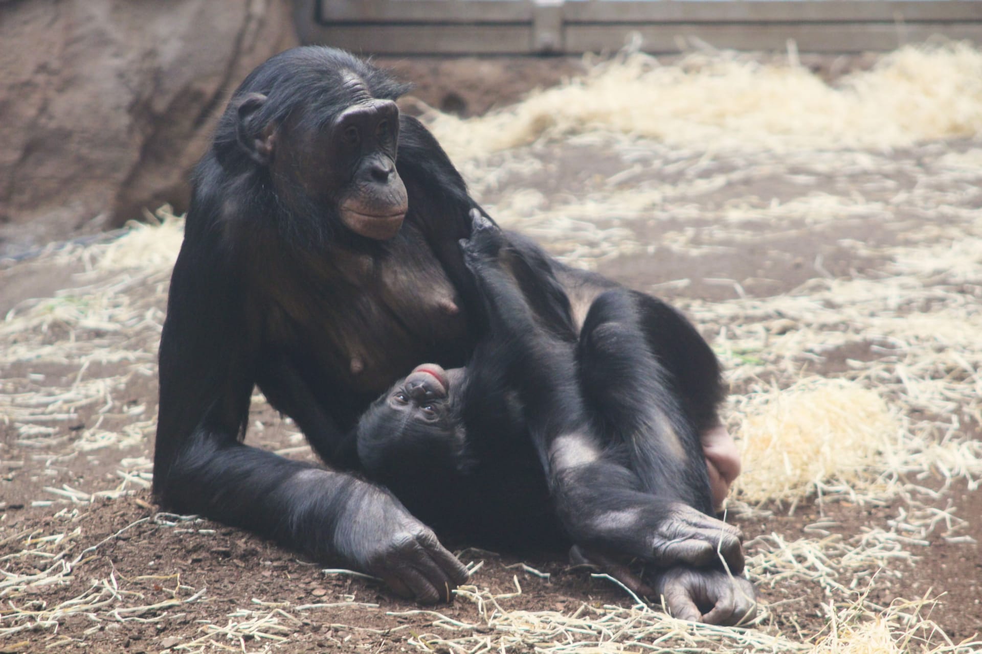 Bonobo-Weibchen Ayebi mit ihrem Jungtier