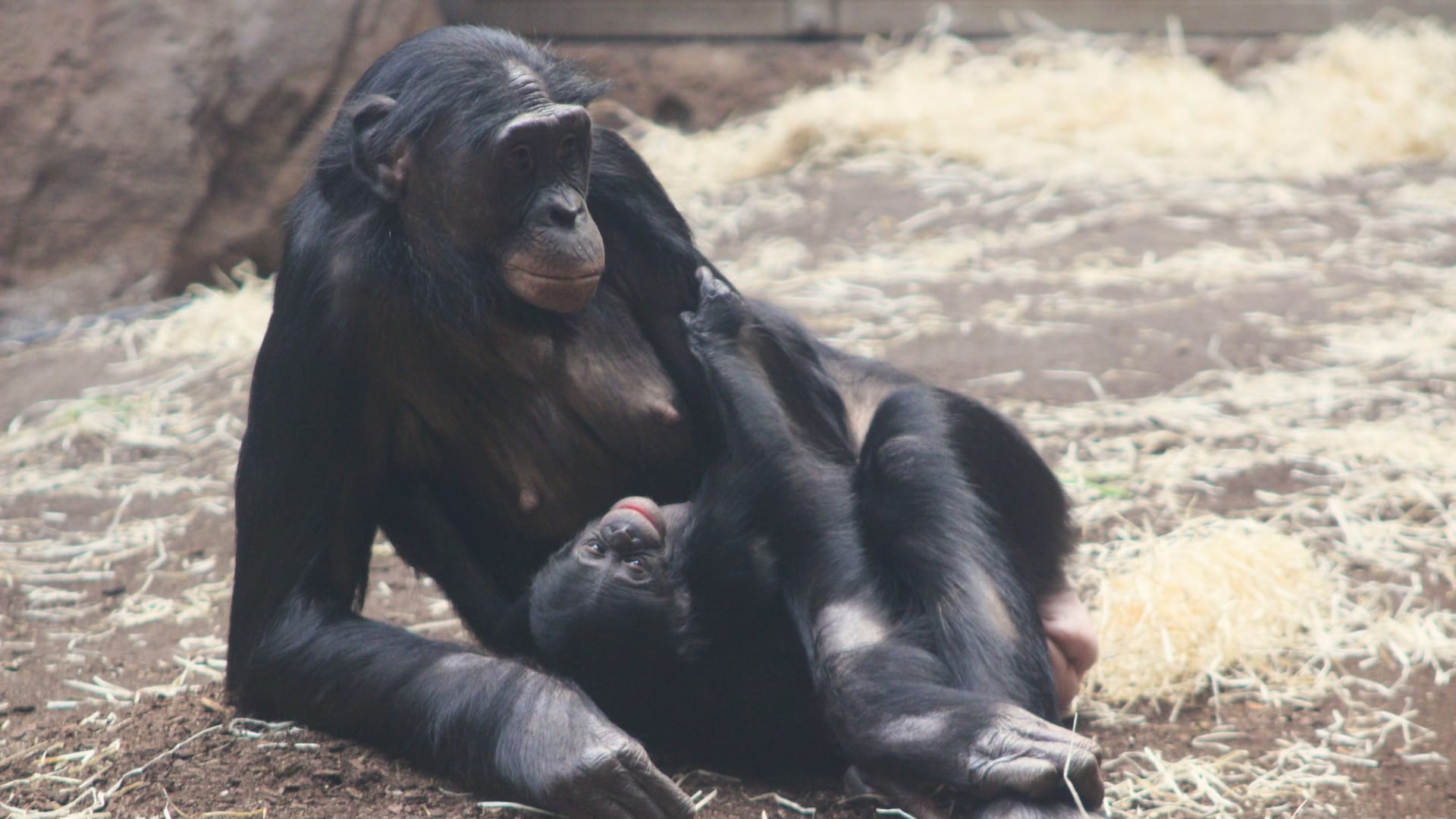 Bonobo-Weibchen Ayebi mit ihrem Jungtier