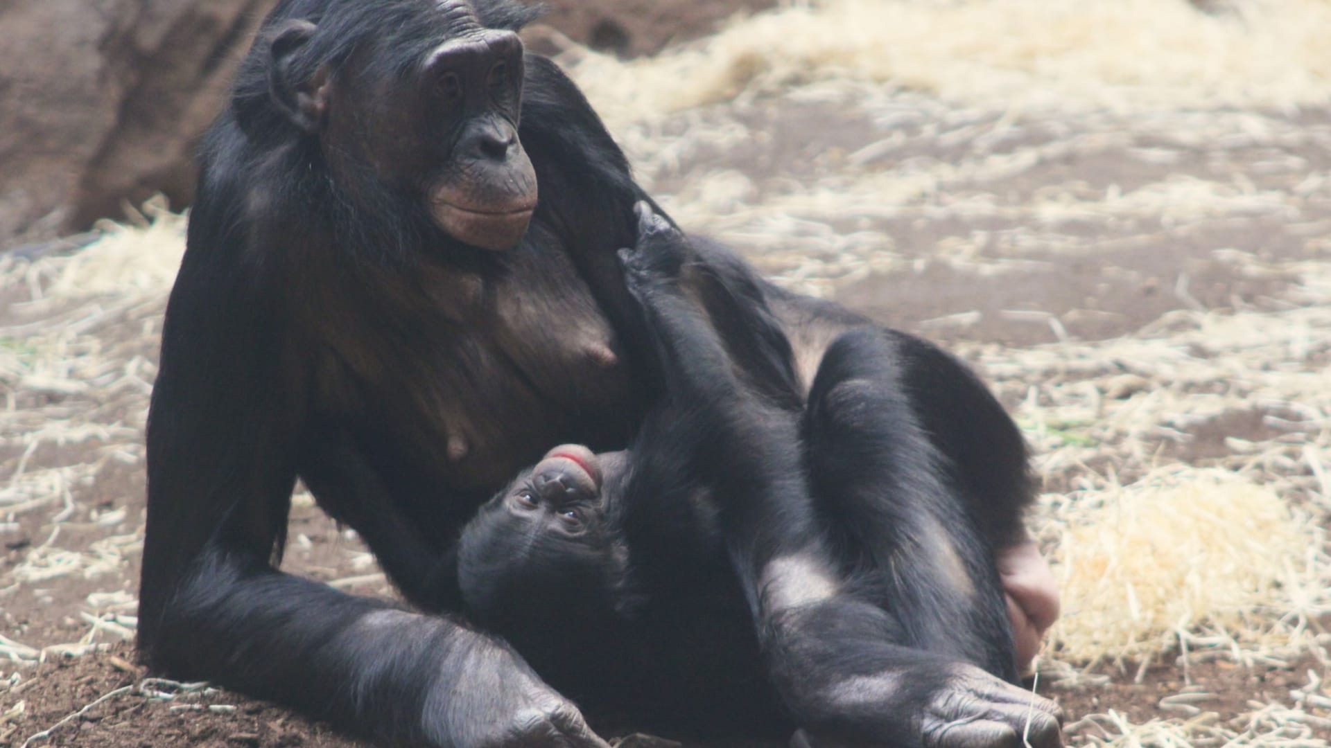 Bonobo-Weibchen Ayebi mit ihrem Jungtier