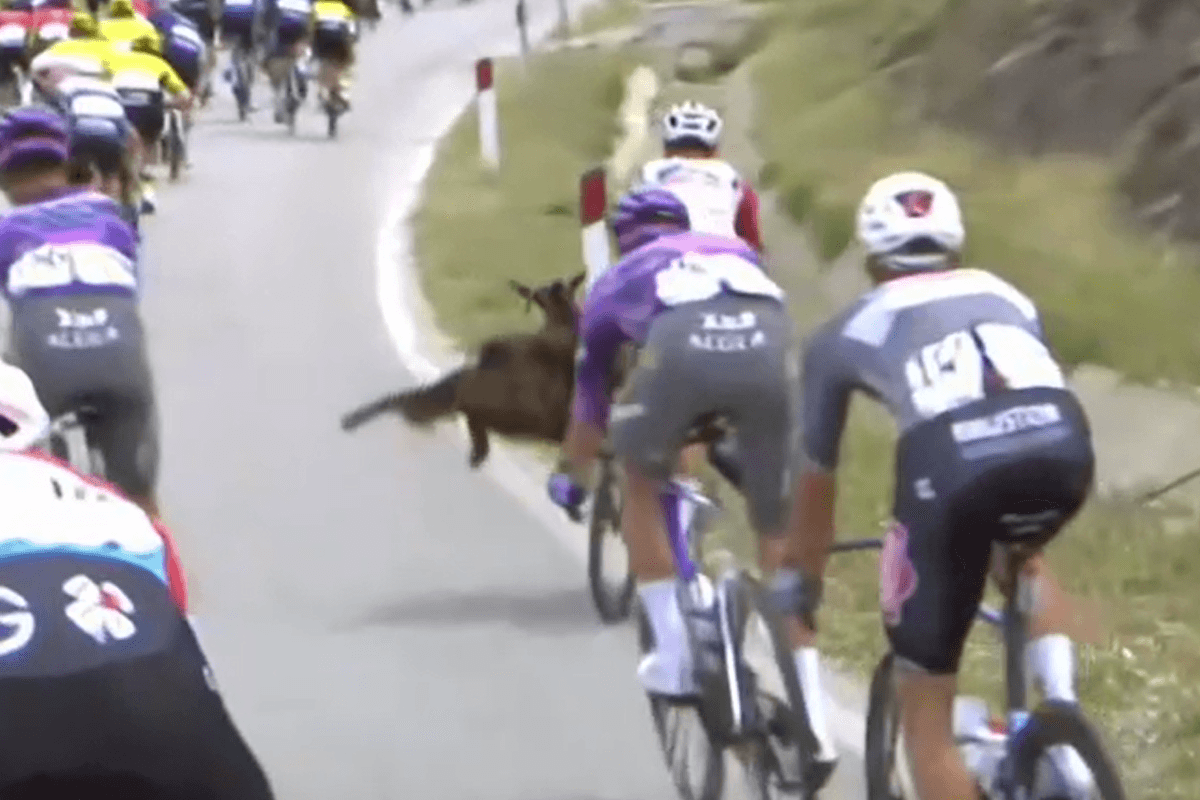 Italien-Rundfahrt in Albanien: Auf der dritten Giro-Etappe löste eine Ziege auf der Straße fast einen Massensturz aus.
