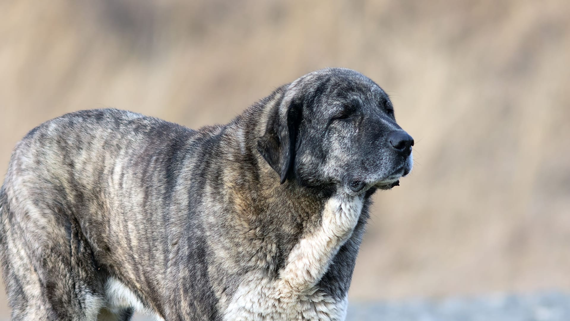 huge kangal dog closeup huge kangal dog closeup