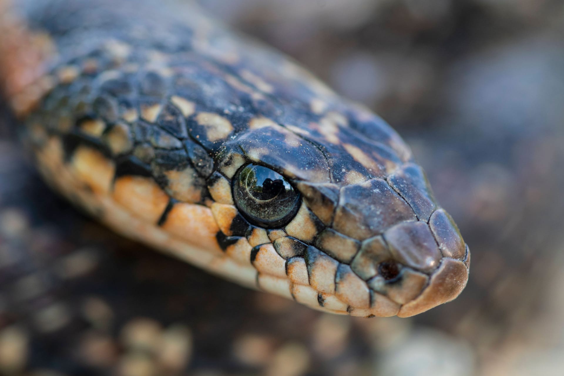 Eine Hufeisennatter (Archivbild): Nahe Mallorca breitet sich die invasive Schlangenart weiter aus.
