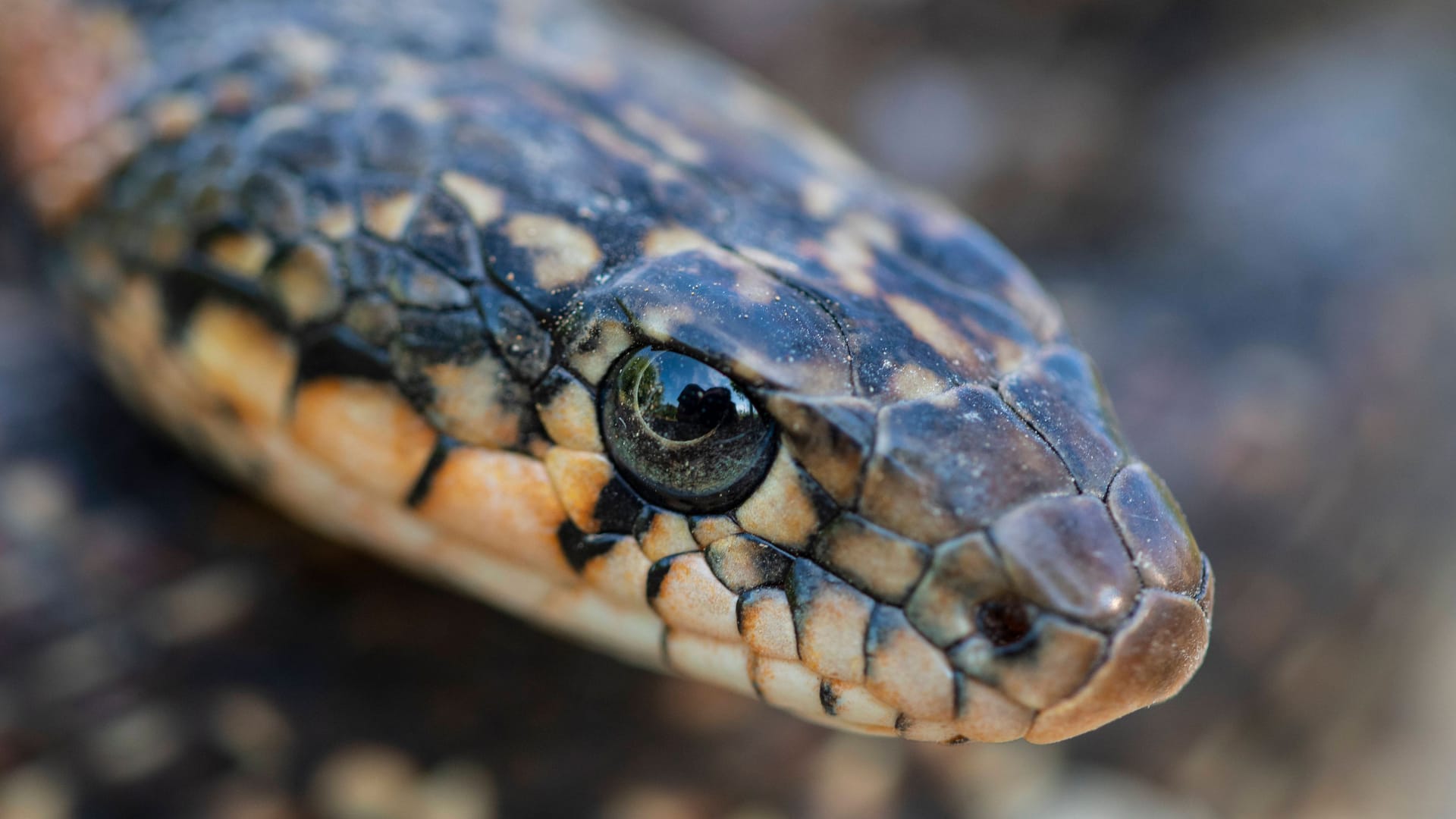 Eine Hufeisennatter (Archivbild): Nahe Mallorca breitet sich die invasive Schlangenart weiter aus. Eine Hufeisennatter (Archivbild): Nahe Mallorca breitet sich die invasive Schlangenart weiter aus.