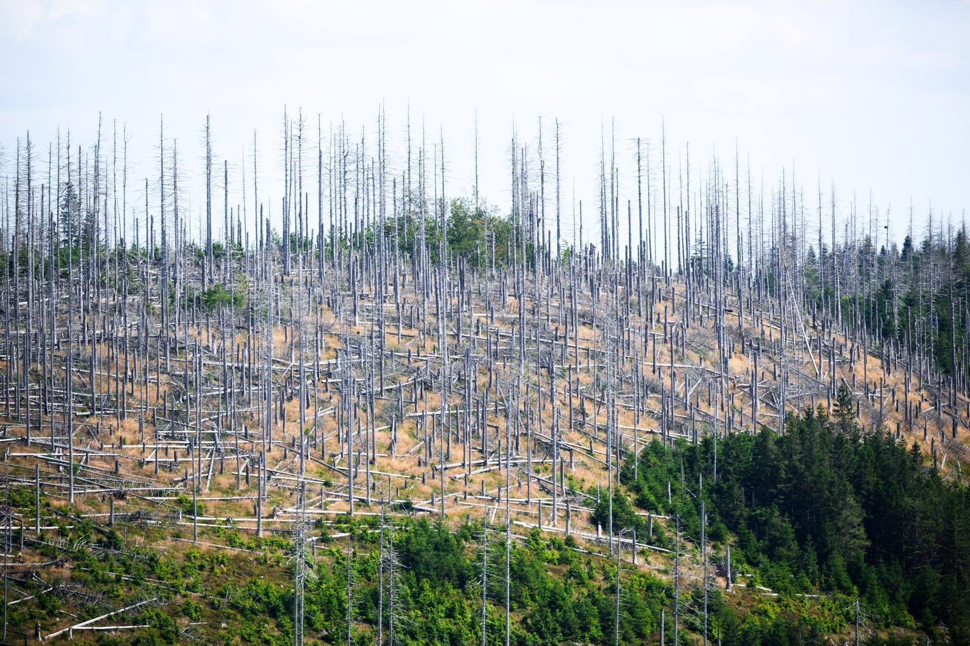 Wegen der Trockenheit sterben deutsche Wälder, wie hier im Harz. Wegen der Trockenheit sterben deutsche Wälder, wie hier im Harz.