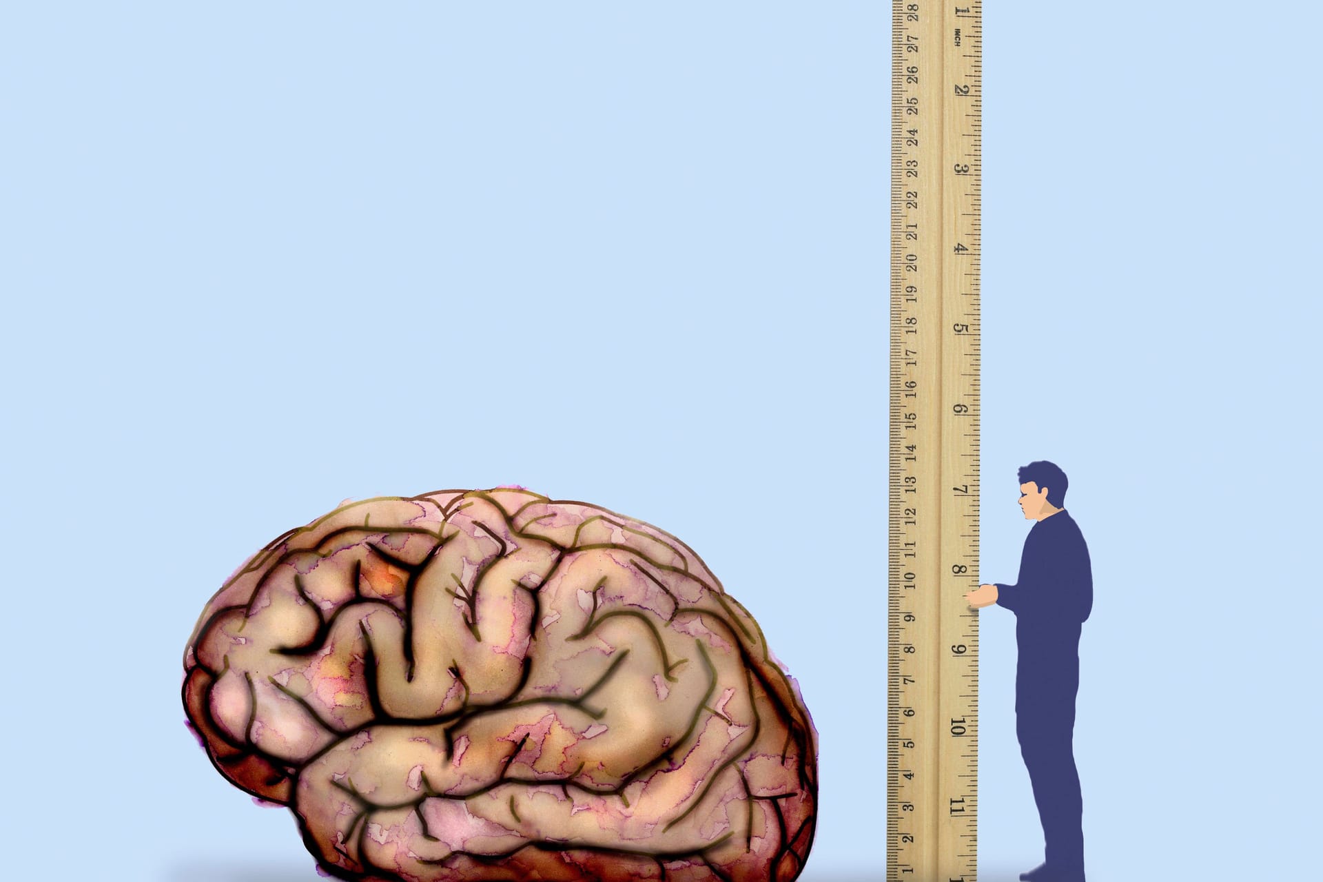 Mann misst Gehirn mit Lineal: Wie intelligent sind Sie?