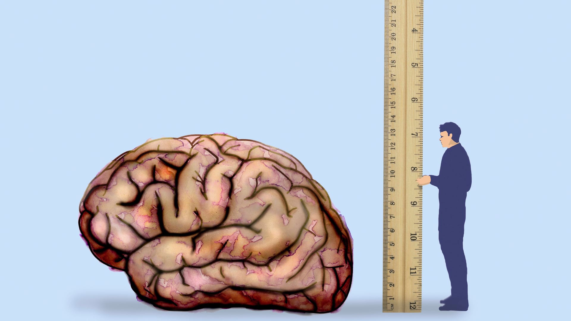 Mann misst Gehirn mit Lineal: Wie intelligent sind Sie?