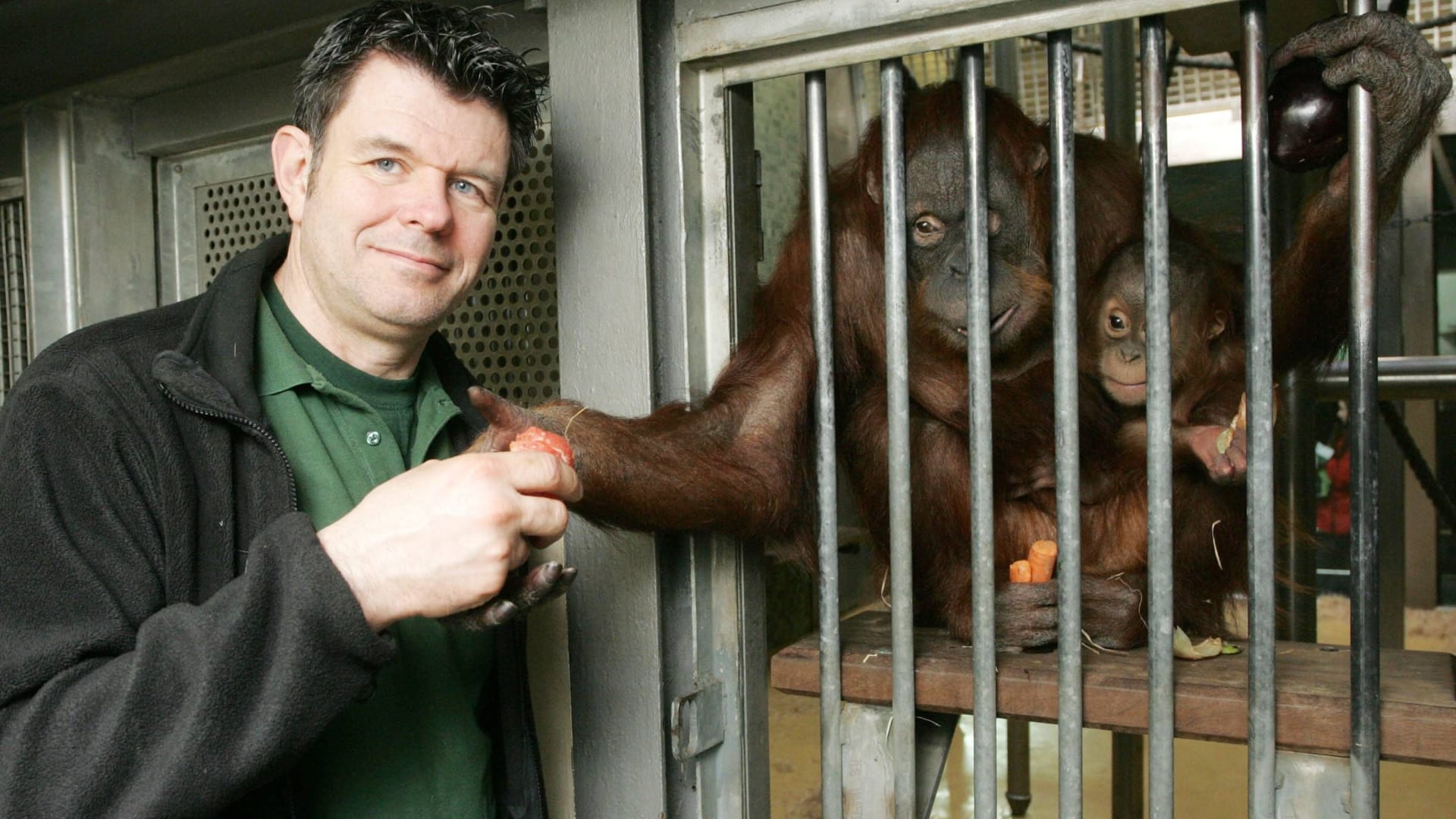 Bini (Mitte) mit einem Tierpfleger des Zoos und einem Jungtier (Archivfoto): Die Menschenaffendame wurde 44 Jahre alt.