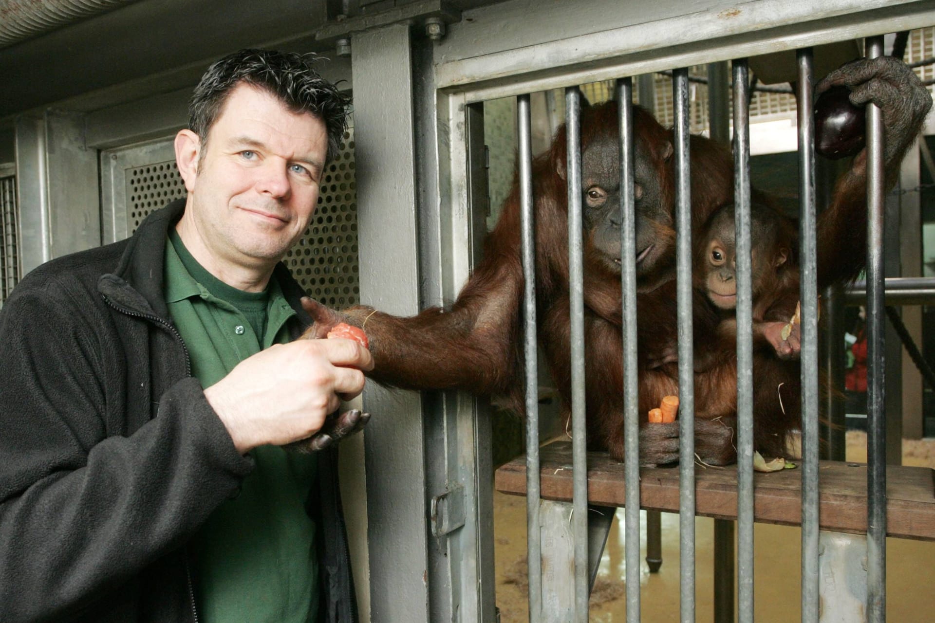 Bini (Mitte) mit einem Tierpfleger des Zoos und einem Jungtier (Archivfoto): Die Menschenaffendame wurde 44 Jahre alt.