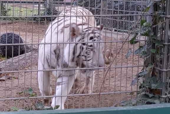 Tiger im Delbrücker Tierpark (Archivbild): Eine der Raubkatzen des Tierparks hat am Montag eine Pflegerin angegriffen.