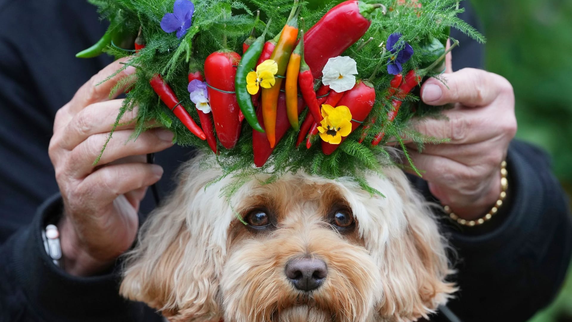 Chelsea Flower Show