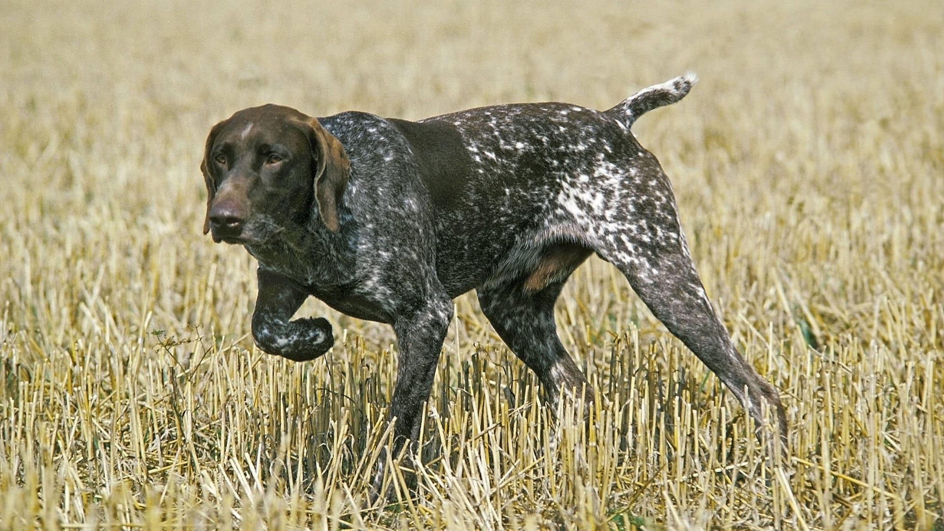 Der Deutsch Kurzhaar (Symbolbild): Lauten Zeugenberichten handelte es sich um einen solchen Hund. Der Deutsch Kurzhaar (Symbolbild): Lauten Zeugenberichten handelte es sich um einen solchen Hund.