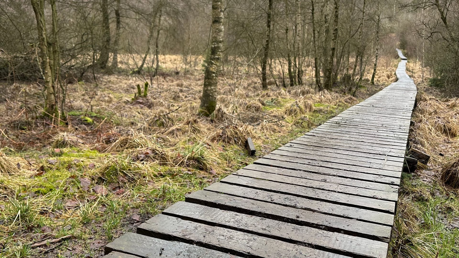 Die Holzpfade sind charakteristisch für das Hohe Venn: Es ist eine der ältesten Moorlandschaften Europas.