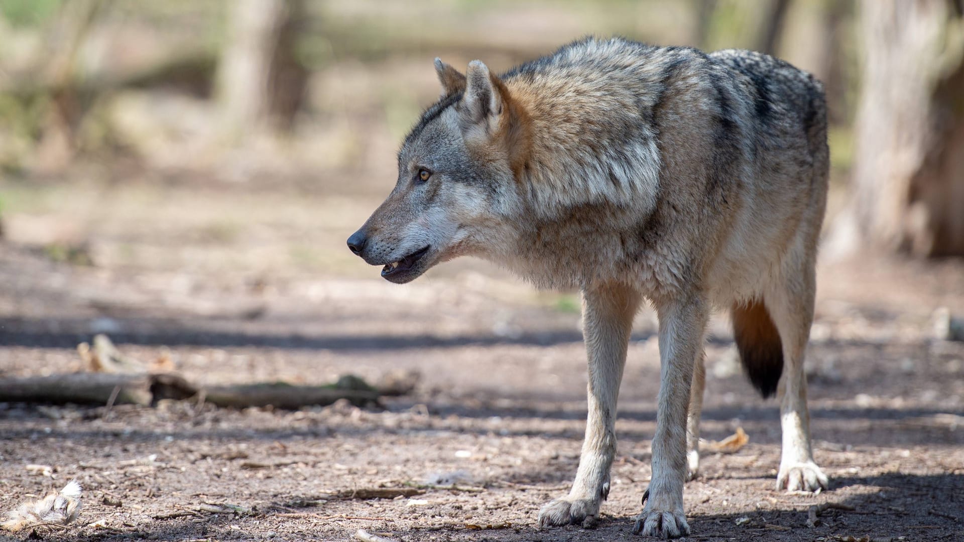 Ein Grauwolf im Gehege des Wolfcenter in Dörverden: Besucher können Fütterungen der Tiere beobachten.