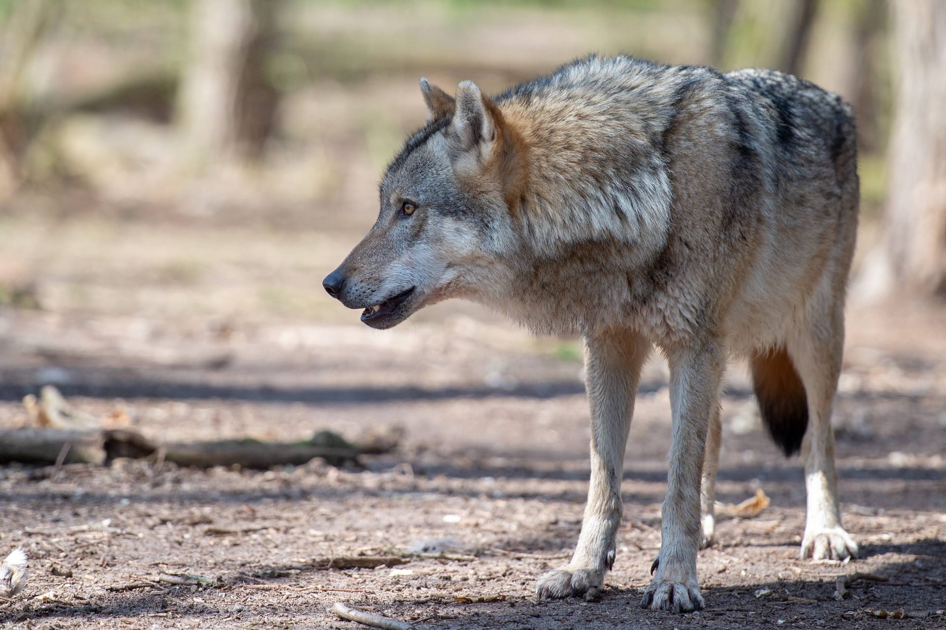 Ein Grauwolf im Gehege des Wolfcenter in Dörverden: Besucher können Fütterungen der Tiere beobachten.