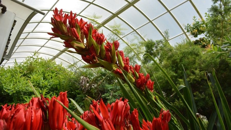 Die gigantische Speerblume im Grugapark (Archivbild): Nur alle zehn bis 15 Jahre öffnet sie ihre Blüten.