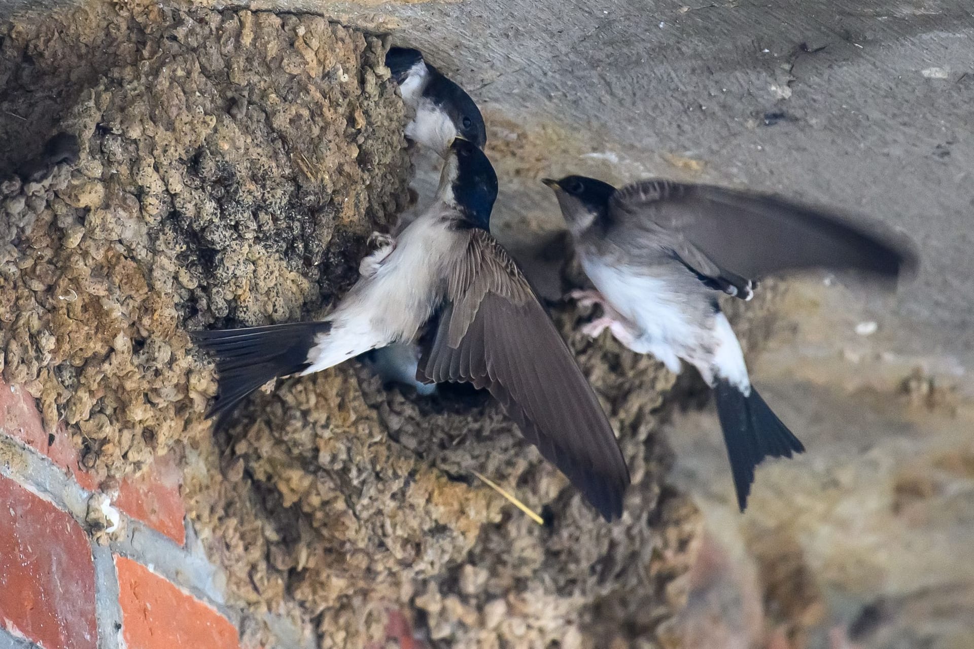 Schwalben mit Nest
