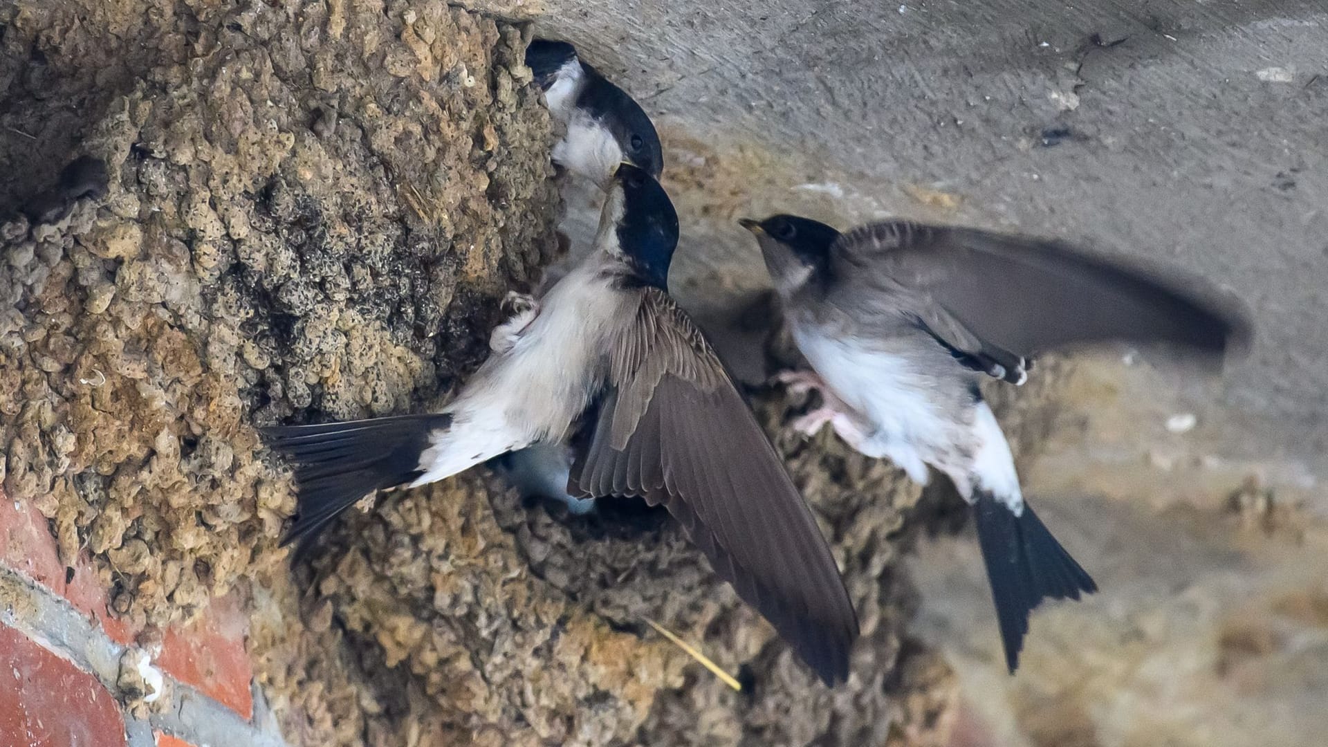 Schwalben mit Nest