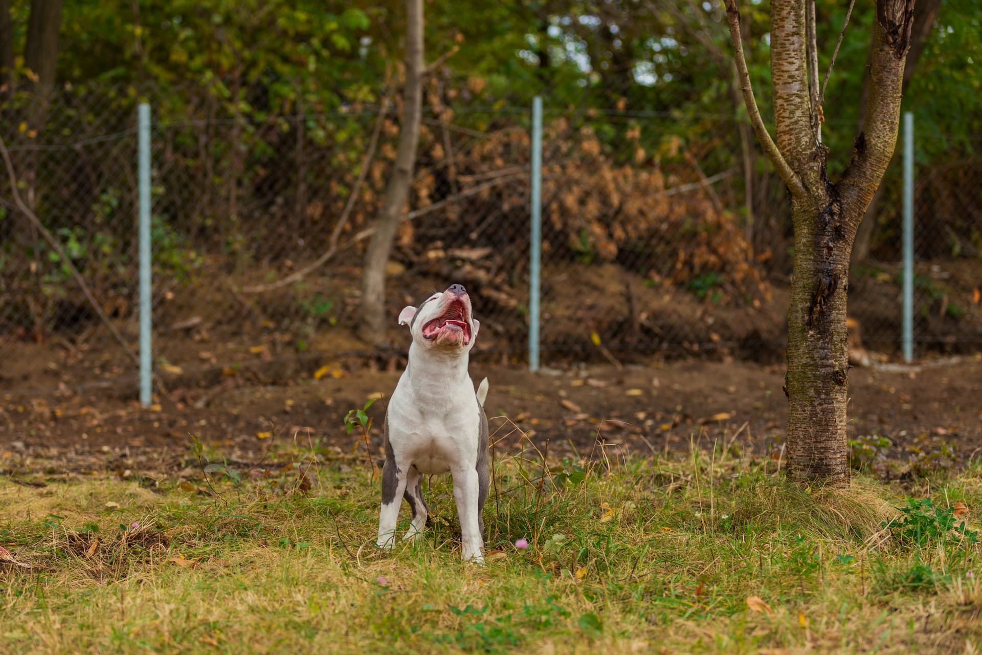American Bully (Symbolbild): Nelly sitzt seit Ende Januar im Tierheim.