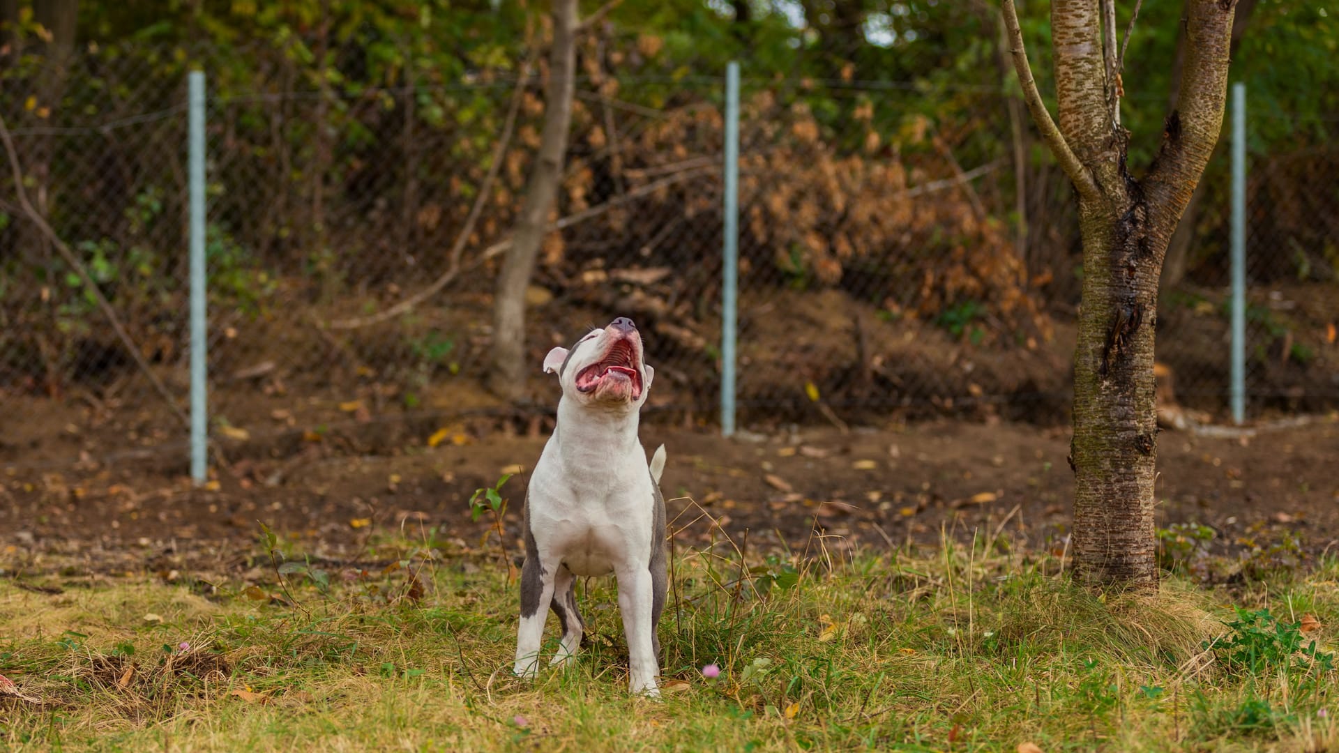 American Bully (Symbolbild): Nelly sitzt seit Ende Januar im Tierheim. American Bully (Symbolbild): Nelly sitzt seit Ende Januar im Tierheim.