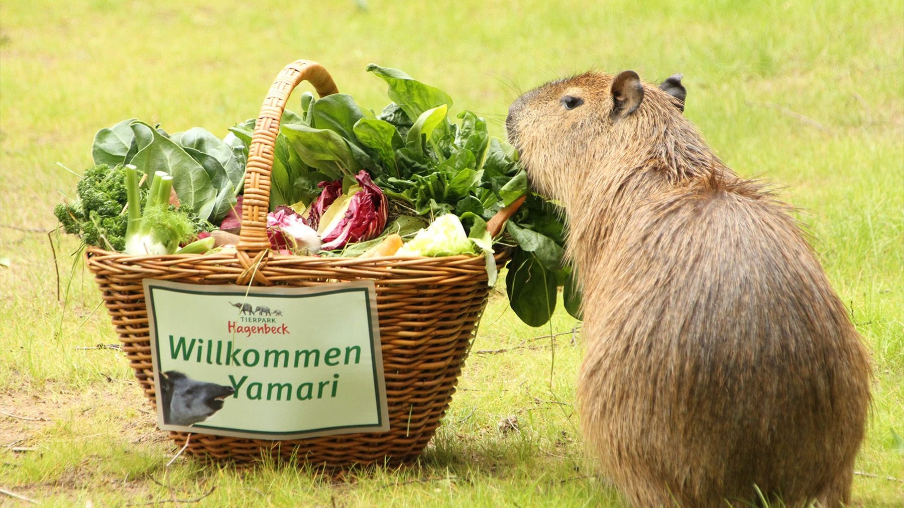 Ein Wasserschwein futtert Salat aus einem Körbchen: Capybara Ramon frisst Tapir Yamari das Futter aus dem Begrüßungskorb weg.