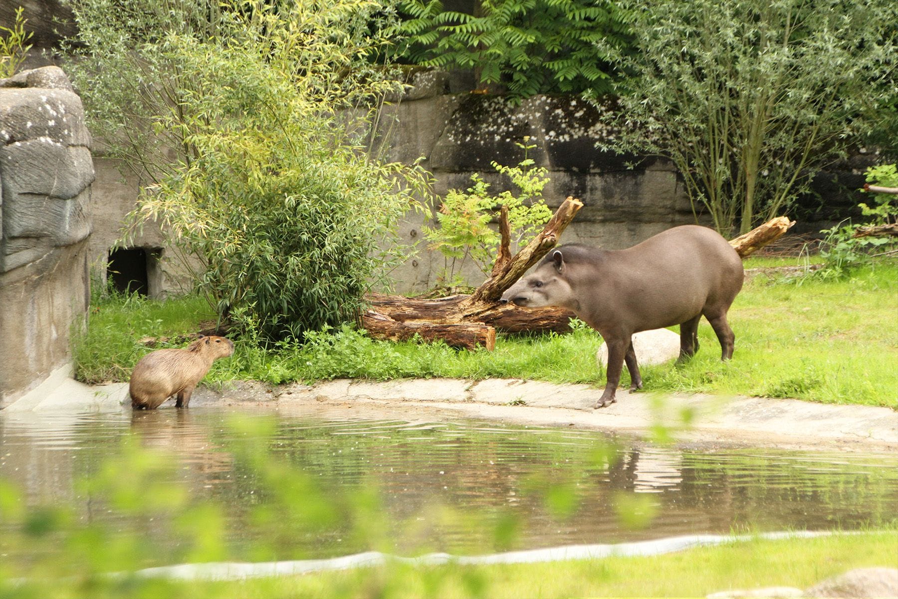 Ein Wasserschwein und ein Tapir am Teich: Capybara Ramon (links) und Tapir Yamari sind in ihr neues Gehege im Tierpark Hagenbeck eingezogen.