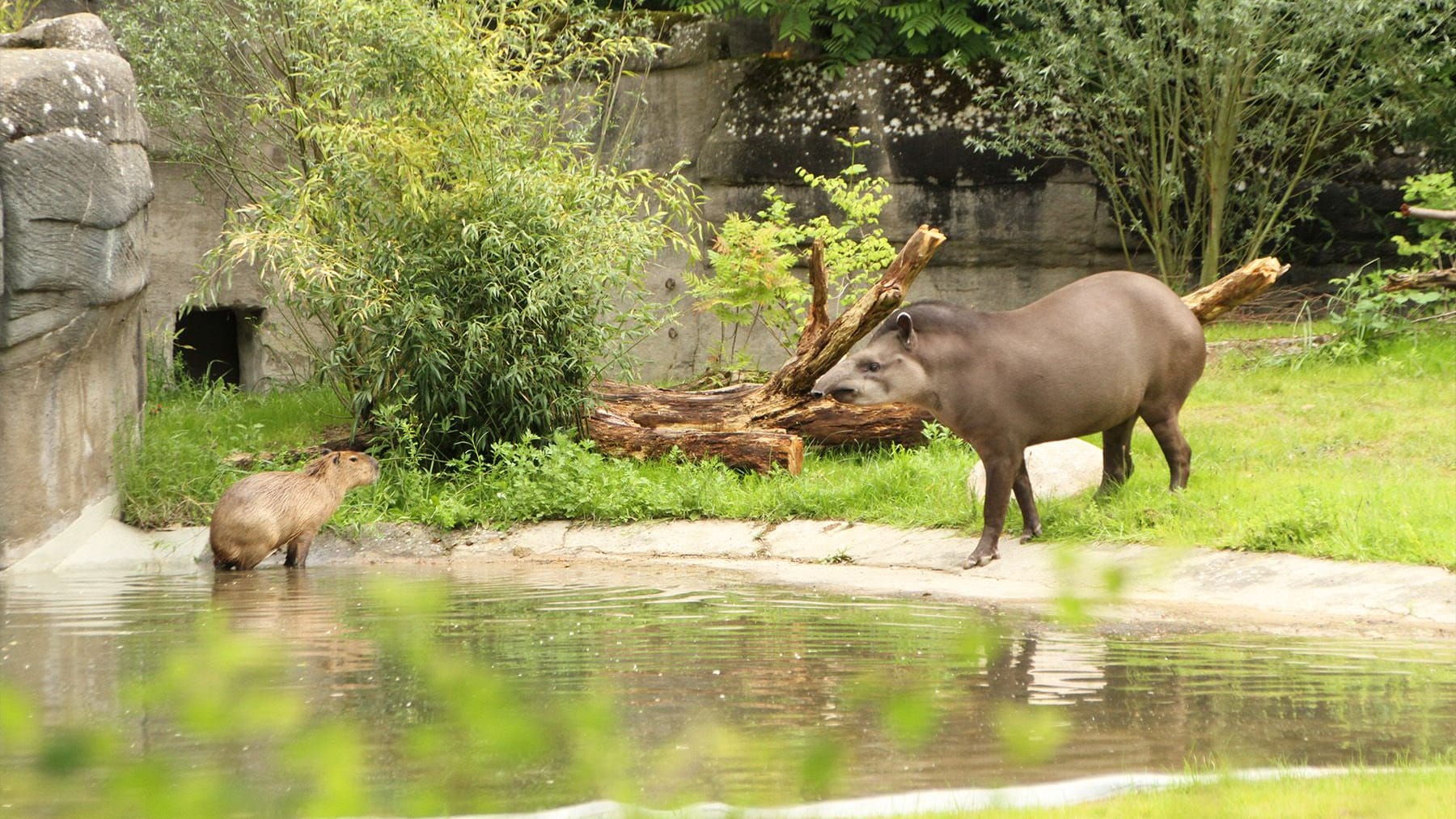 Ein Wasserschwein und ein Tapir am Teich: Capybara Ramon (links) und Tapir Yamari sind in ihr neues Gehege im Tierpark Hagenbeck eingezogen. Ein Wasserschwein und ein Tapir am Teich: Capybara Ramon (links) und Tapir Yamari sind in ihr neues Gehege im Tierpark Hagenbeck eingezogen.