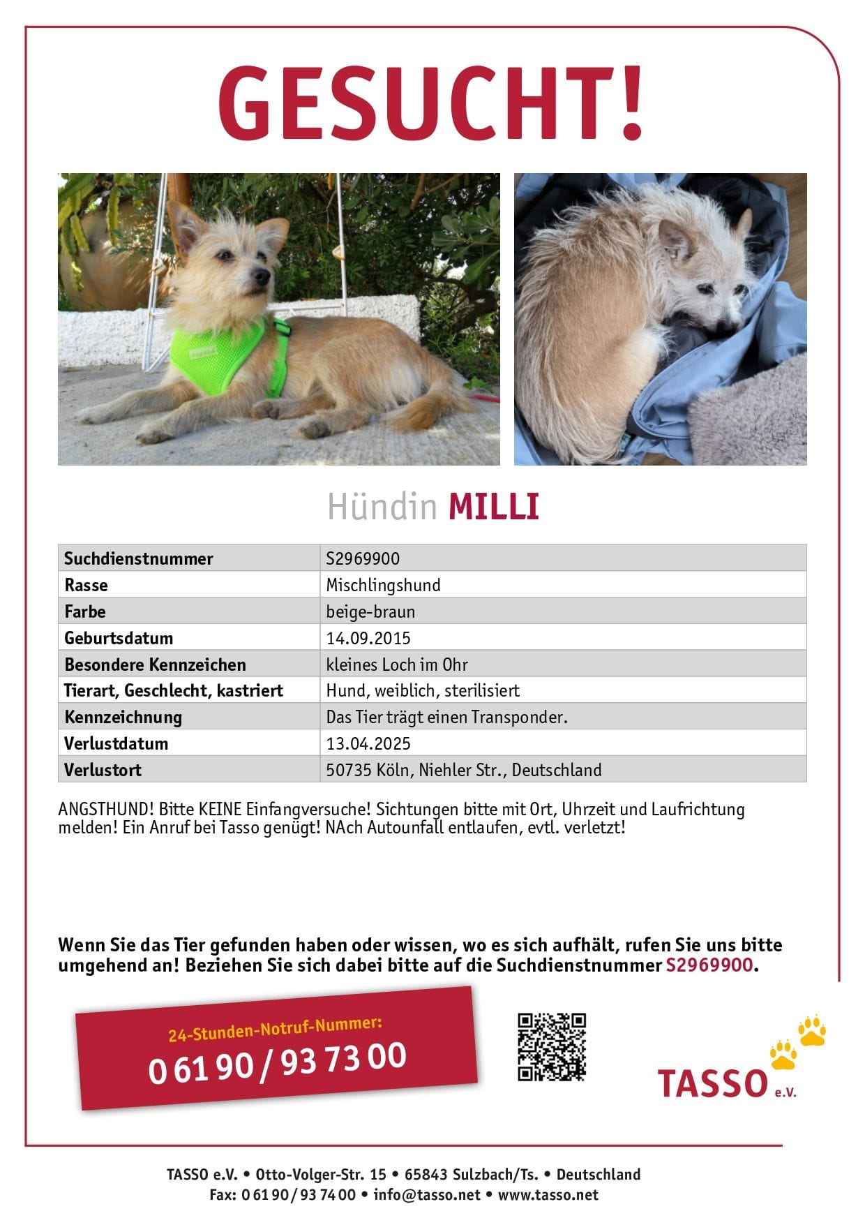 Die vermisste Milli: Wer hat den Hund gesehen?