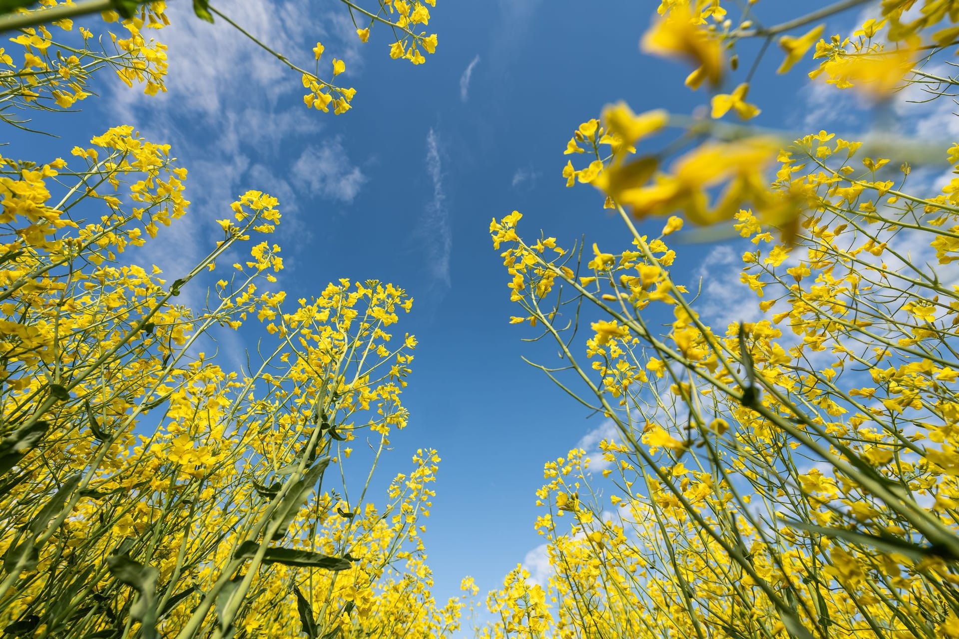 Frühling in Baden-Württemberg
