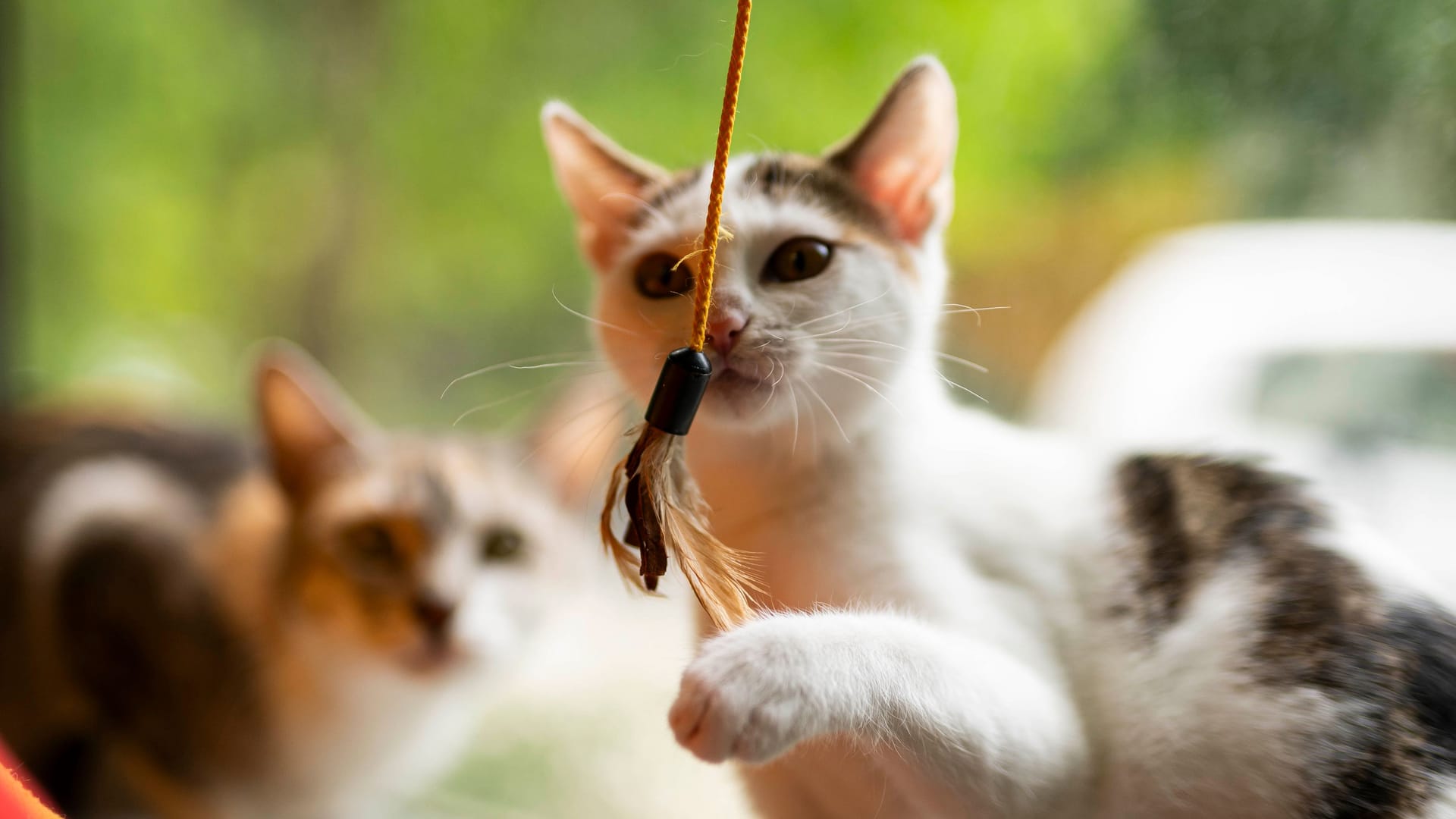 Das Nürnberger Tierheim sucht öffentlich nach potenziellen neuen Besitzern für ihre Sorgenkinder wie hier Tallolah. Das Nürnberger Tierheim sucht öffentlich nach potenziellen neuen Besitzern für ihre Sorgenkinder wie hier Tallolah.