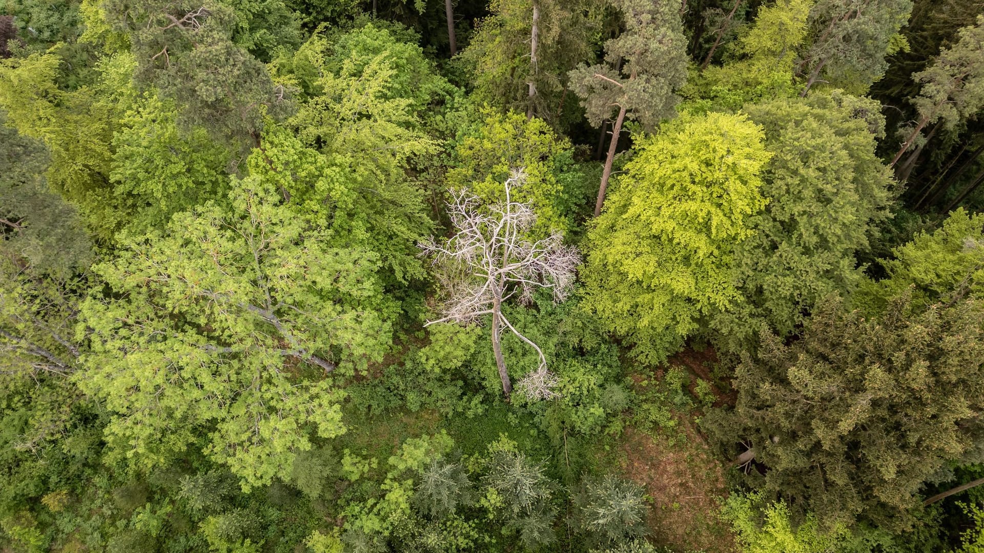 Wald