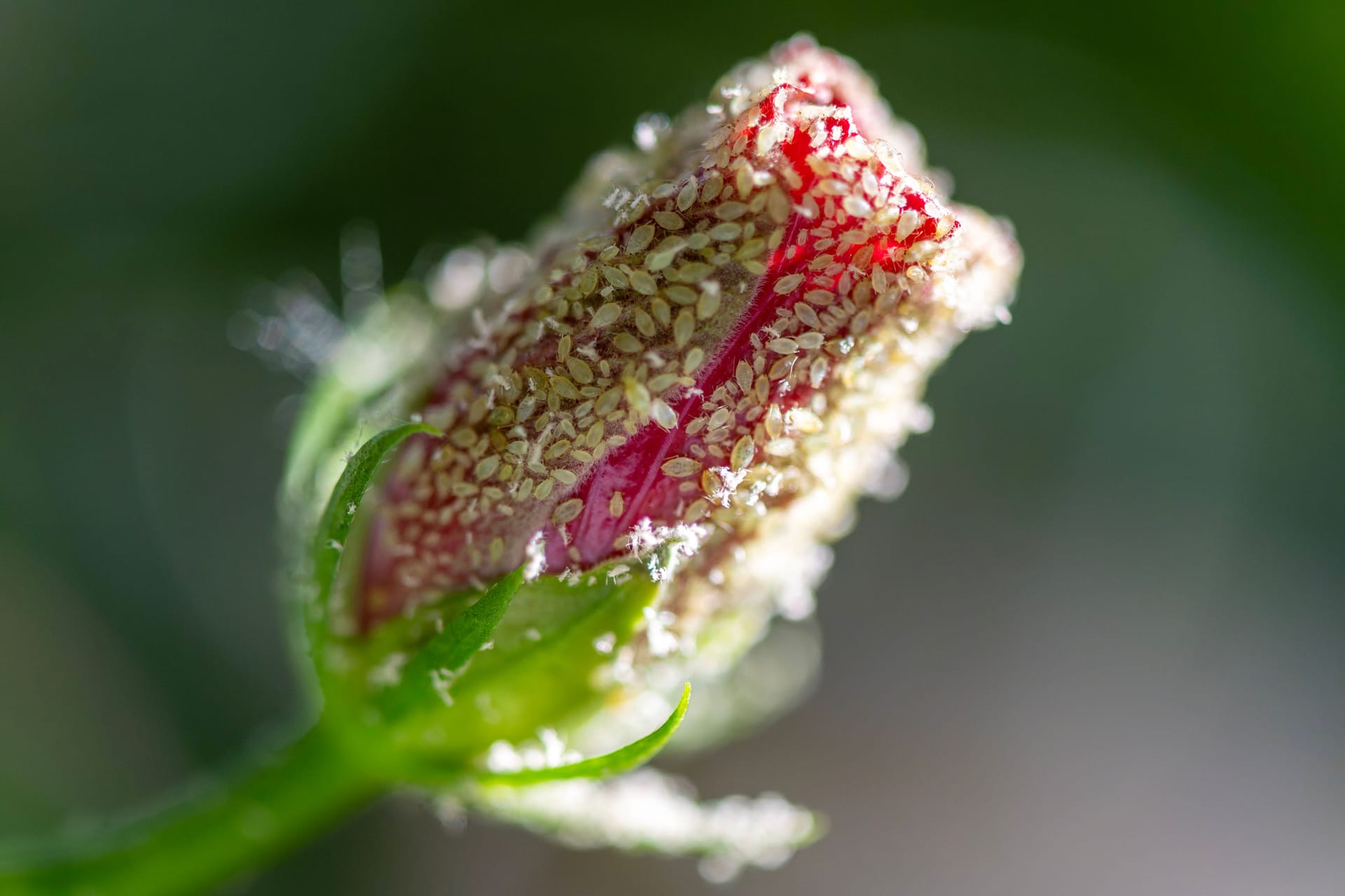 imago images 0815969290